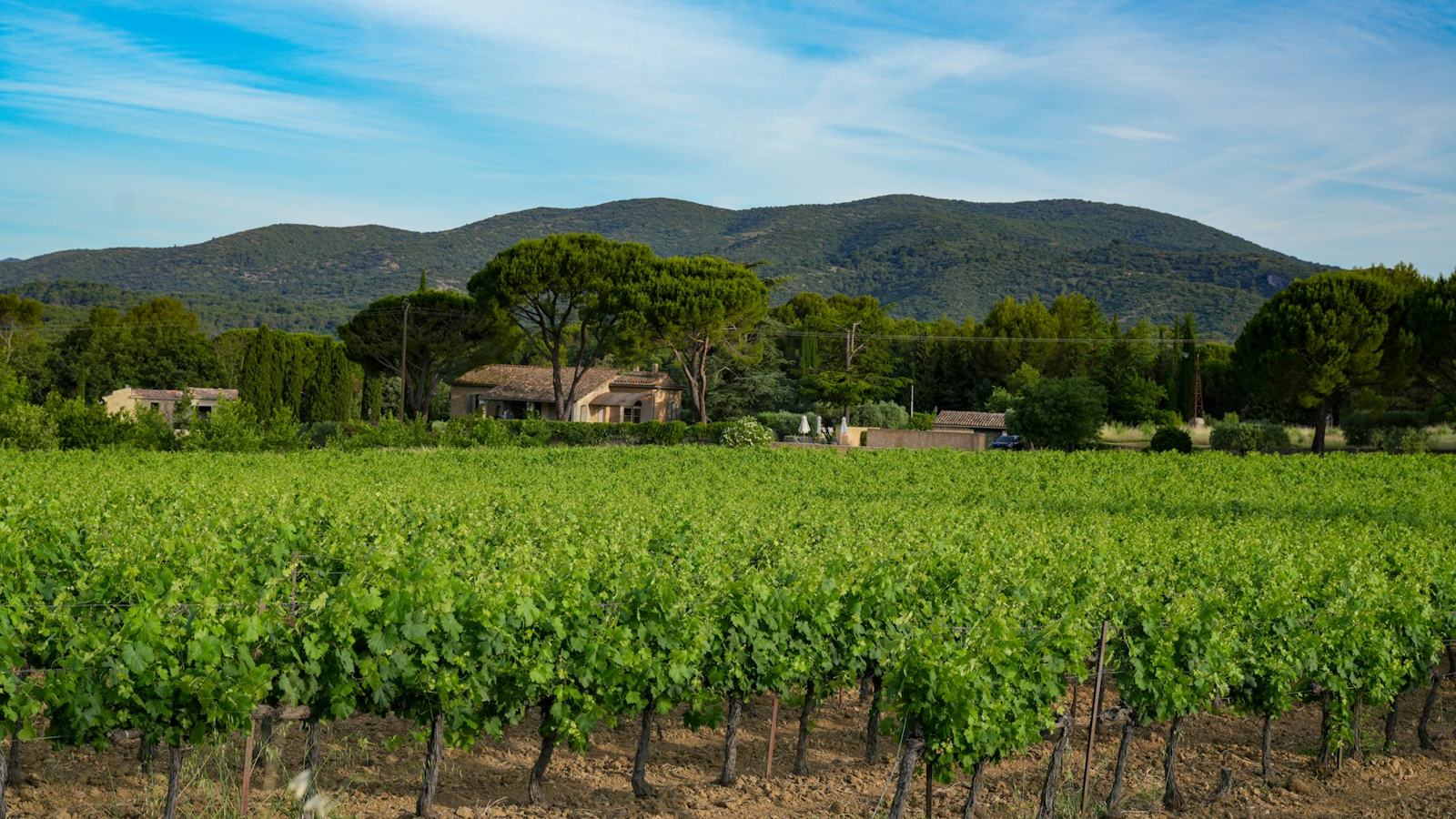 Rangs de vigne devant les collines boisées