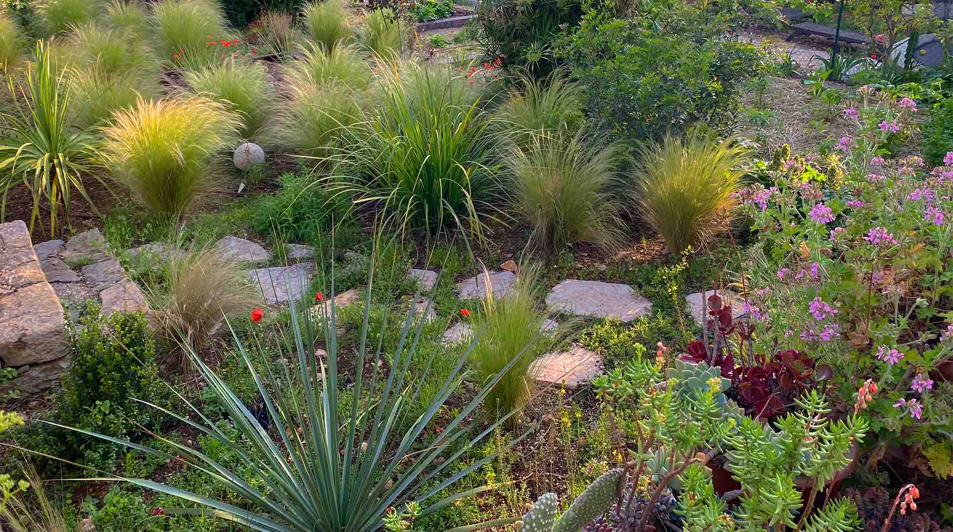 Jardin sec méditerranéen avec graminées et pierres